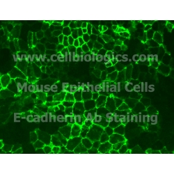C57BL/6 Mouse Embryonic Alveolar Epithelial Cells